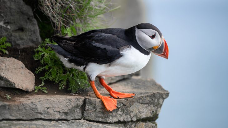 Sea bird die-offs are becoming more common even though ocean temperatures are being pushed up just a fraction of a degree so far.