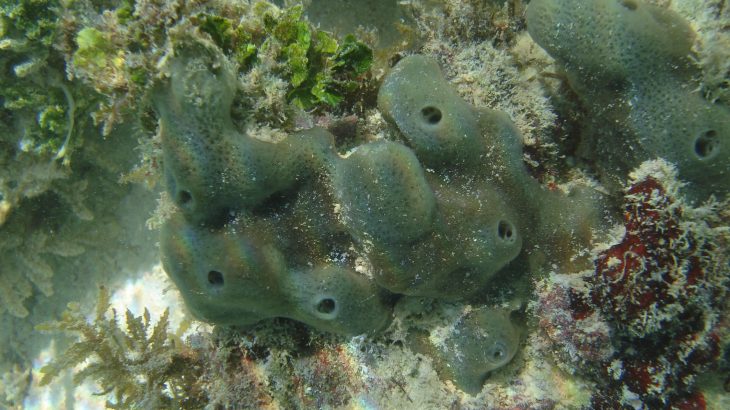 A team of scientists used a new technology to study the evolution of multi-celled animals, and uncovered something surprising in the process.