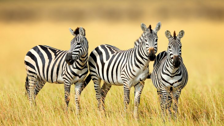 New research shows that a zebra’s black and white stripes are just one part of a cooling mechanism that helps regulate body temperature.
