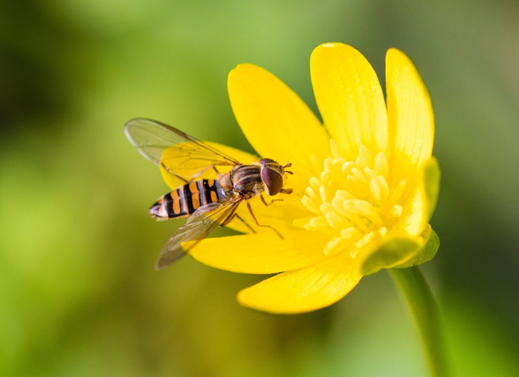 Migrating hoverflies play an important role as other pollinators vanish ...