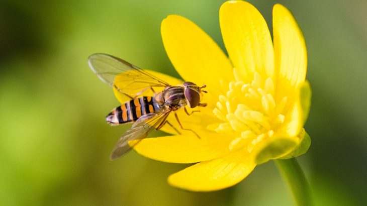 Scientists at the University of Exeter are reporting that migratory hoverflies are critical for pollination and controlling crop pests as many other insects decline.