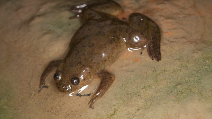 One of the first pregnancy tests involved injecting urine into the African clawed frog. The species has now invaded countries all over the globe and put native amphibians at risk.