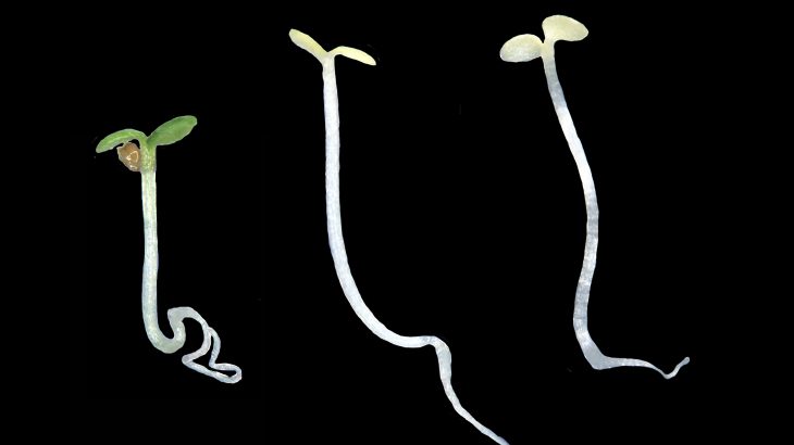 Researchers created mutant plants to get a better understanding of plant cells, including how they coordinate growth and development.