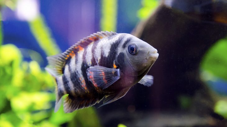 The investigation was focused on the convict cichlid, a Central American fish that forms long-lasting monogamous pairs and collaborates closely as parents.