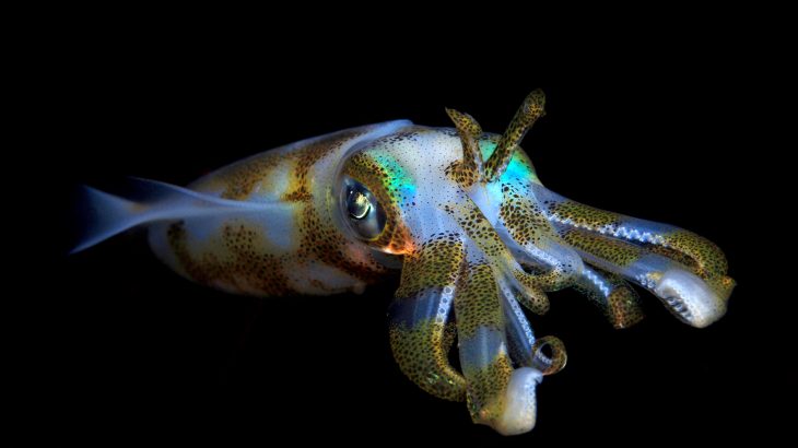 According to a new study, squid will not only survive during climate change-caused ocean acidification, but they could even flourish within their changing habitat.