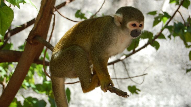 South American monkeys, lemurs, and apes currently face an “elevated risk of extinction” due to climate change-induced increasing temperatures.