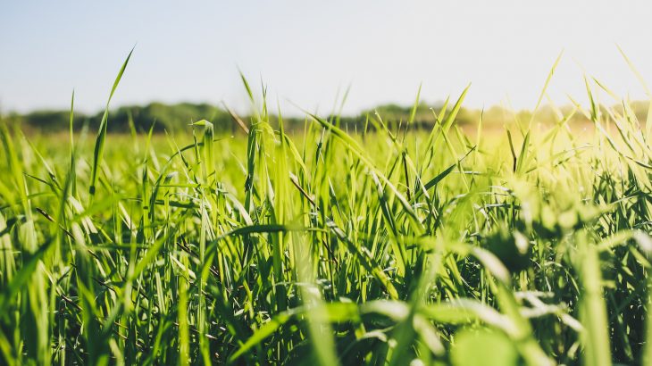 A team of researchers at the University of Würzburg has identified an ion channel that helps to facilitate plant communication.