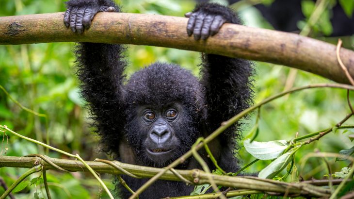A new study is strongly emphasizing the fact that commodity export is limited for countries that are home to the world's primates.