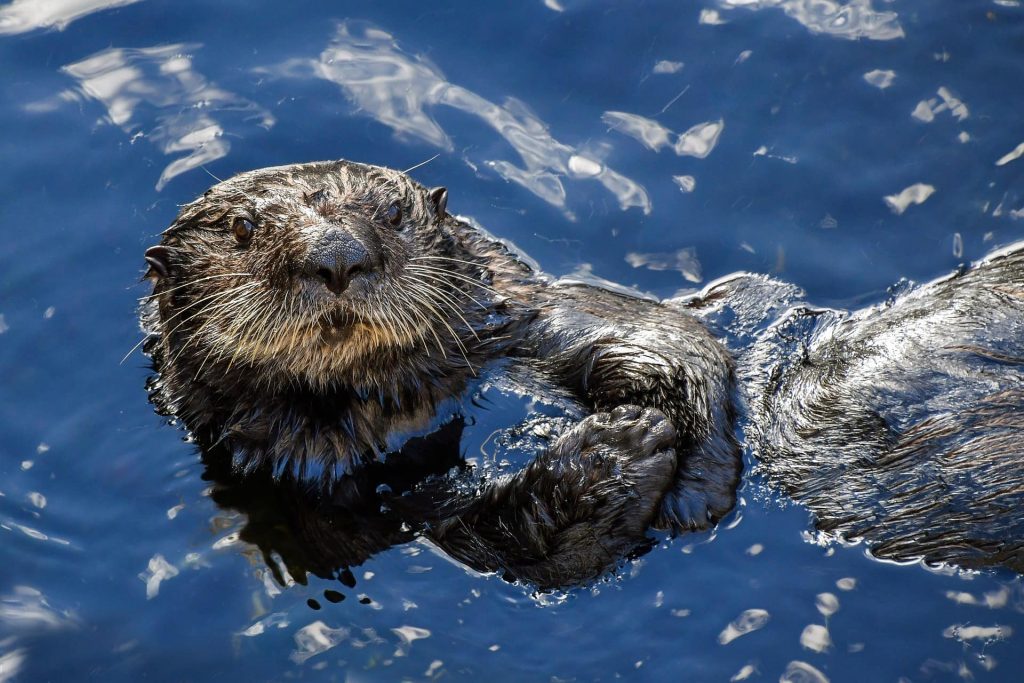 What Do Sea Mammals Eat Earthpedia Earth