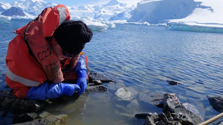 Dr. John Spicer collecting intertidal amphipods from South Cove (Rothera Research Station, British Antarctic Survey) looking west to Ryder Bay on the Western Antarctic Peninsula. (Credit: Simon Morley)