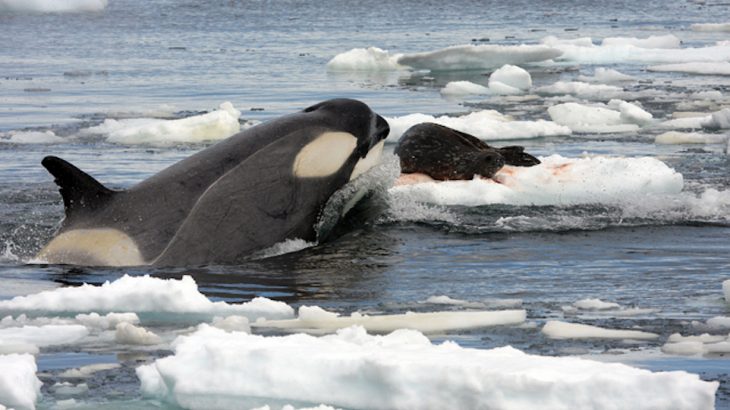 A killer whale hunting a Weddell seal on an ice floe near Rothera Station, along the Antarctic Peninsula.