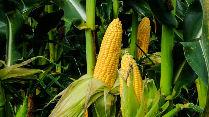 Midwestern farmers who rely on rainfall to water their crops will have to turn to irrigation if the current climate trends and crop modifications continue.