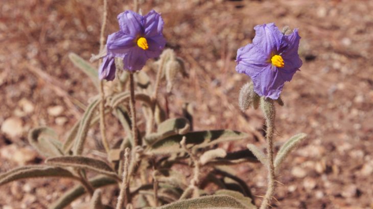 This new species provides a compelling example of the fact that sexuality among Earth's living creatures is far more diverse, and interesting, than what is expected.