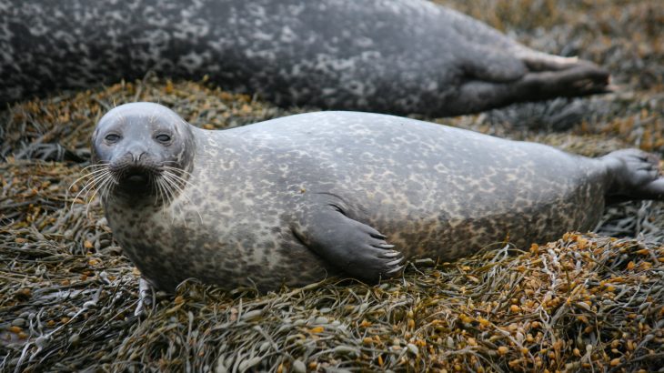 A team of researchers used a new wearable device to investigate how voluntarily diving seals manage their oxygen supply to their brains and blubber.