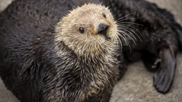 A team of scientists is reporting that sea otters have low genetic diversity, which is a characteristic commonly found among threatened or endangered animals.