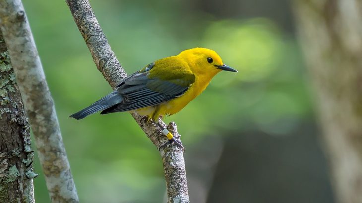 To protect North American songbird populations, researchers need to know where the birds go during their annual migrations.