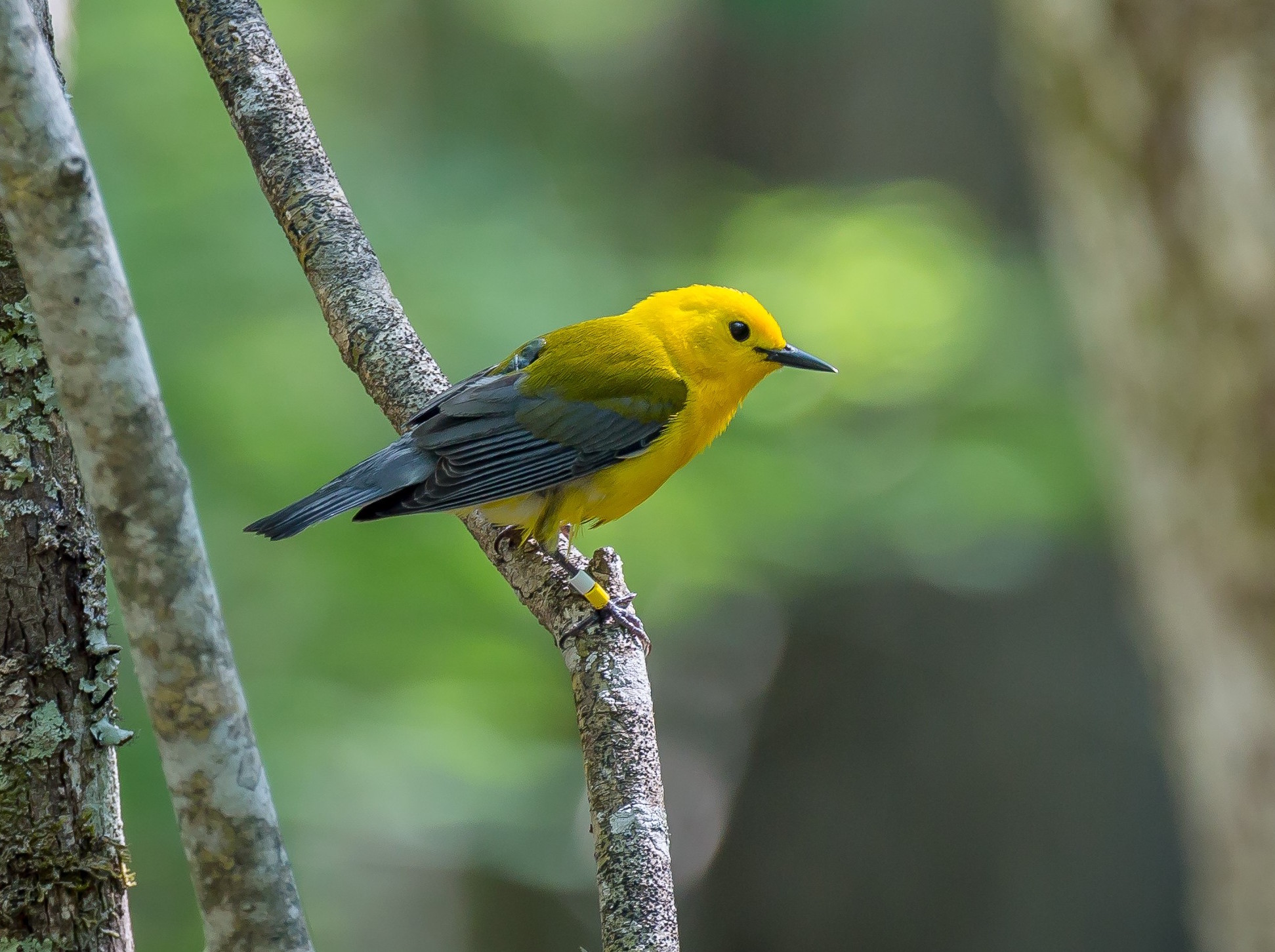 Songbird migration pattern