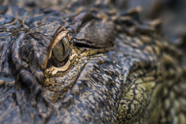 Crocodile Distribution Could Reveal Secrets Of The Earth s Past Climate crocodile-distribution-could-reveal-secrets-of-the-earth-s-past-climate