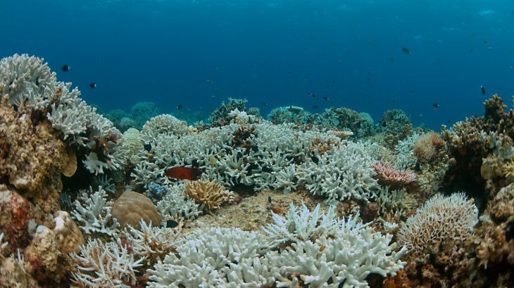 A long-term study in the Seychelles has revealed that coral bleaching is permanently altering fish communities.