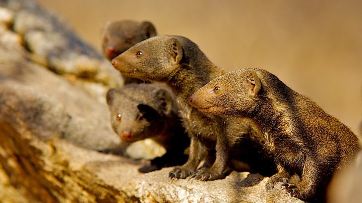 According to a new study, dwarf mongooses become more cooperative and work closely together when faced with potential violence from rival groups.