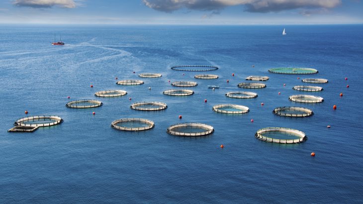 Billions of dollars worth of fish are caught in a different country from where the fish were spawned, according to a new study that highlights the interconnectivity of the world’s marine fisheries.