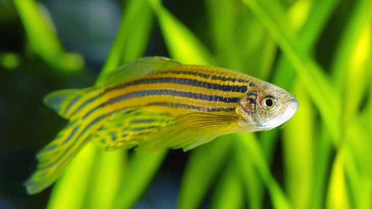 When zebrafish were placed in a virtual-reality-equipped chamber that eliminated the visual feedback linked to movement, the fish ultimately decided to give up.