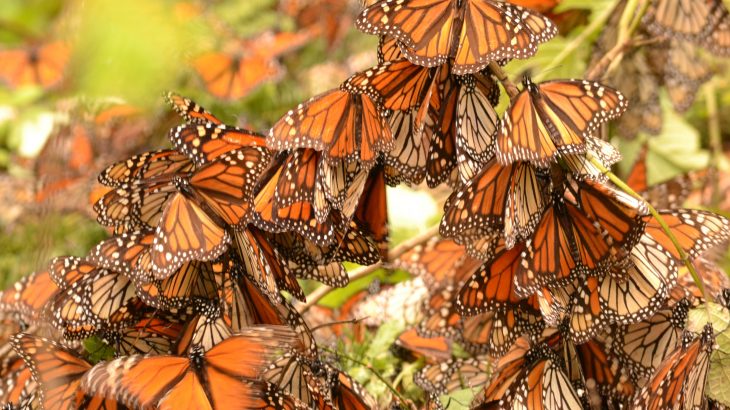 Two new studies have found that urban landscapes, specifically how they are managed, could provide a lifeline for important pollinators.