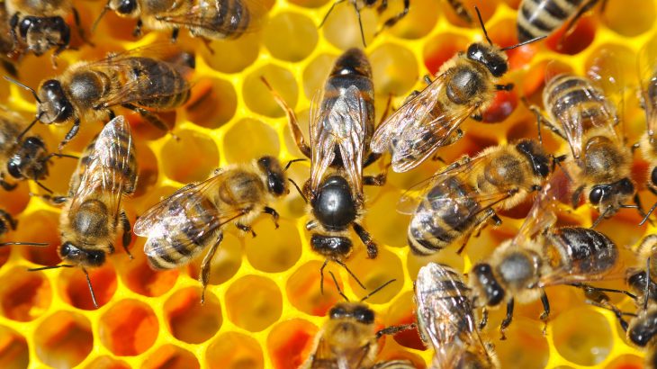 The results of a national survey have revealed that beekeepers in the United States lost 40.7 percent of their honeybee colonies from April 2018 to April 2019.