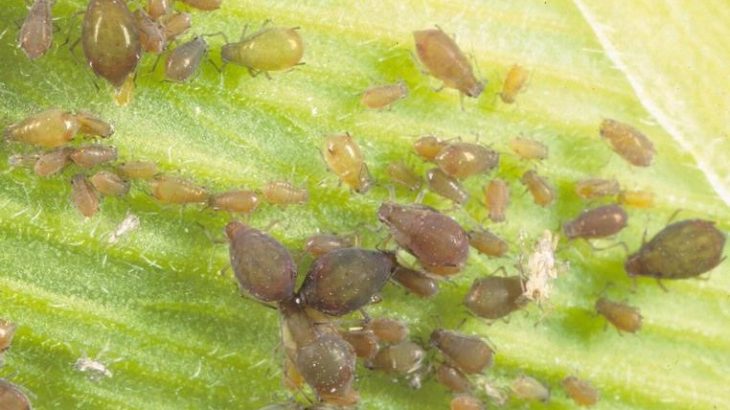 Pest management for crops is a growing concern worldwide as climate change is predicted to increase crop losses and pest infestations.