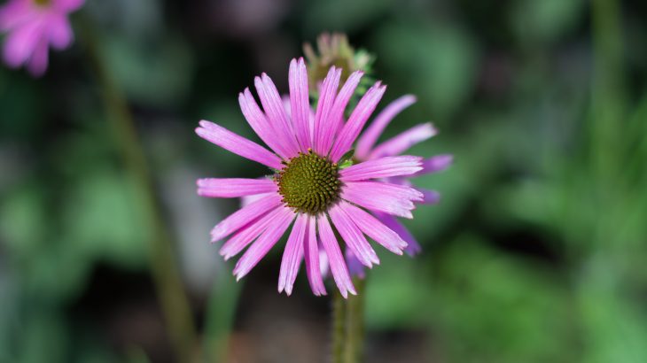 Thanks to a massive conservation effort, the Tennessee coneflower was removed from the endangered species list and can now be found across the state.