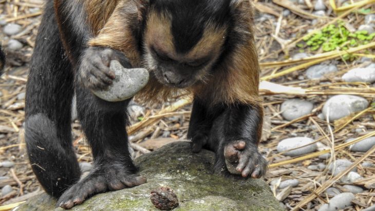 New research from archaeologists in Brazil has found that Capuchin monkeys appear to be about 3,000 years into their own “Stone Age.”