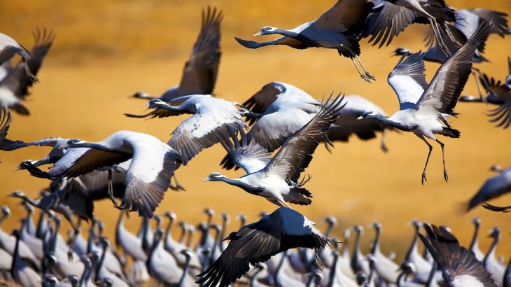 The resting grounds of migratory birds located along their normal migration routes are no longer viable areas for either rest or food.