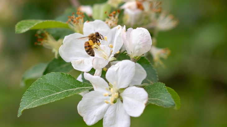 A new study has revealed that honeybees from apiaries may be spreading viral infections to wild bumblebees.