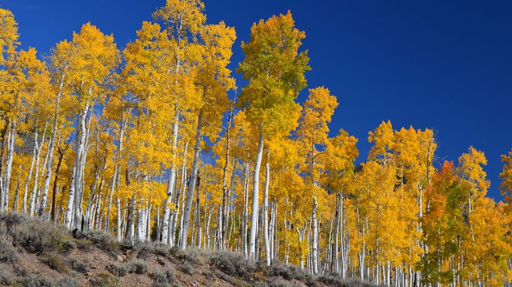 Fishlake National Forest in central Utah, located about 200 miles south of Salt Lake City, is home to one of the most unique organisms on Earth.