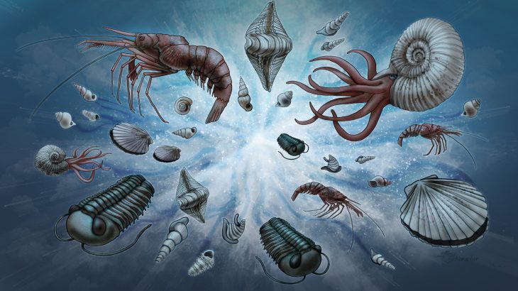 The fossil record shows fat-tailed distribution, with outlier events occurring with higher-than-expected probability — a shape that scientists have had a hard time explaining.