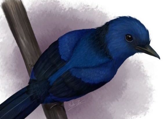 Researchers from the University of Bristol have identified blue color tones in prehistoric birds and discovered which birds were predominantly blue.