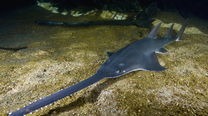 The largetooth sawfish is among the world’s largest fish. Unfortunately, the fish is also extremely endangered.
