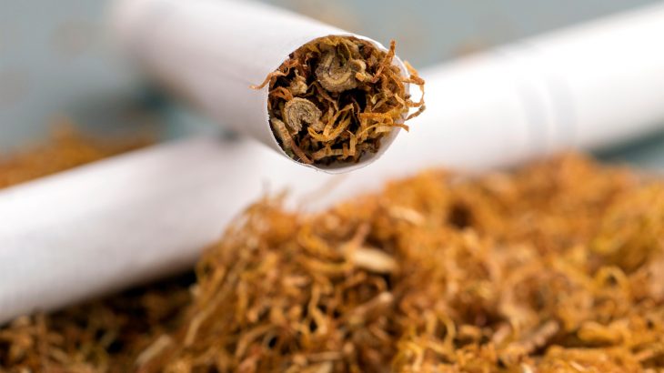 Scientists are working to engineer nicotine-free tobacco to help people overcome their addiction to nicotine and reduce this number of fatalities.