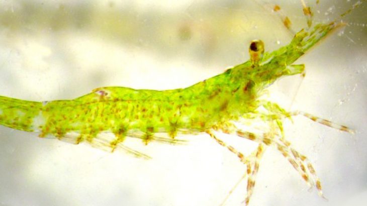 When raised on marine algae grown in acidic water, Hippolyte inermis shrimp do not undergo the necessary sex change that is pertinent to their reproductive cycle.