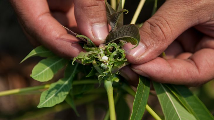 Scientists argue that a Global Surveillance System must be put in place to prevent the spread and reemergence of crop diseases improve global food security.