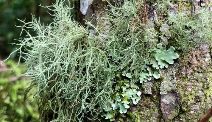 New research has found that lichens were surprisingly resilient after the asteroid that killed the dinosaurs struck, and lived on even while other plant life quickly died off.
