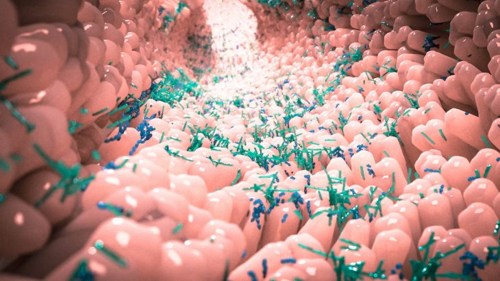 In collaboration with researchers at Ben-Gurion University in Israel, experts at UCLA have developed a tool to predict how the gut microbiome will change over time.