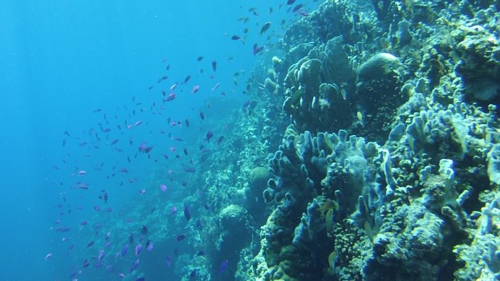 A team of experts has determined that the best way to protect coral reefs from the damaging effects of climate change is to conserve a wide range of their habitats.