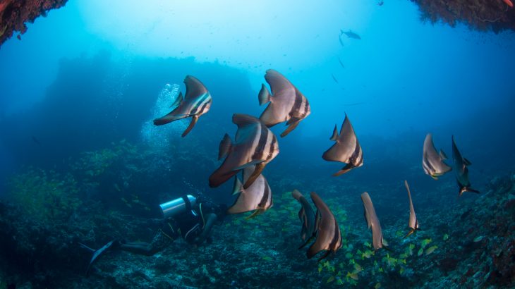 According to new research, the ocean experienced a global shift around 170 million years ago when predator-prey relationships took control of the fate of the food web.