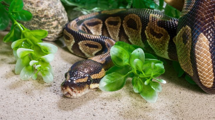 Unlike cats and dogs, exotic pets are not domesticated and are often difficult to care for, resulting in some owners releasing them into the wild.