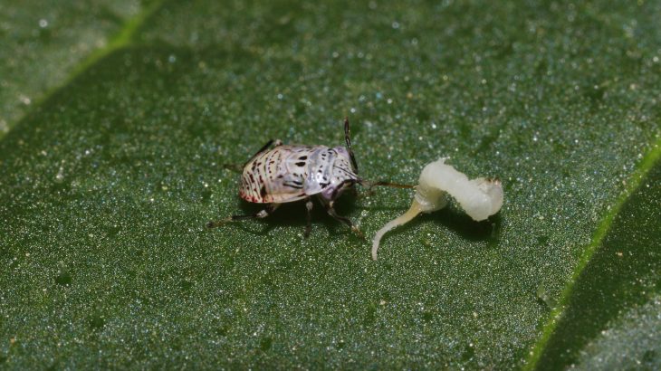 The discovery could help scientists better understand plant defense against herbivores, which could aid problems in standardized industrial agriculture.