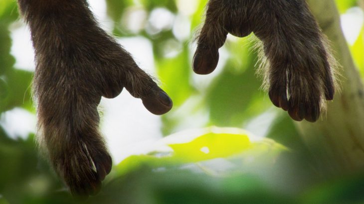 Terra is a French documentary directed by Yann Arthus-Bertrand and Michael Pitiot that aims to connect humans to the natural side of Earth and examine our role in its destruction.