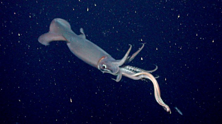 Researchers from the University of Stanford discovered that shifting weather patterns and changes in the ocean played a major role in the collapse of the jumbo squid fishery.