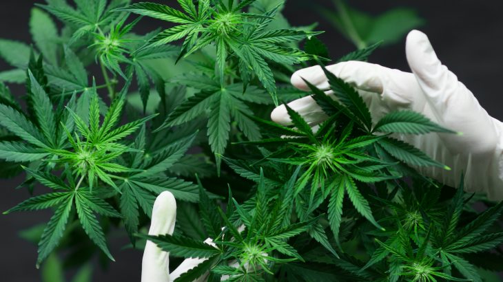 A new study has demonstrated the effectiveness of cannabis as an alternative to both prescription and over-the-counter (OTC) pain medications, including opioids.