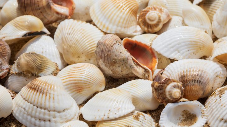 Experts have developed a technique to significantly increase the toughness of glass that was inspired by mollusk shells.